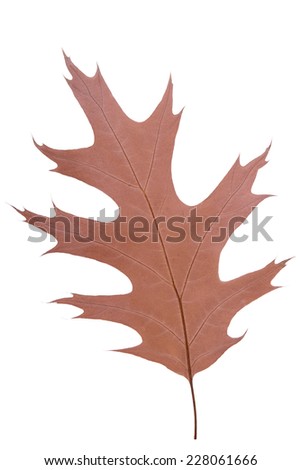 brown oak leaf as an autumn symbol as a seasonal themed concept as an icon of the fall weather on an isolated white background.