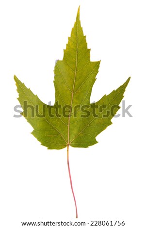 maple green leaf. Isolated on white background