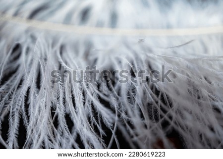 A close-up view of a large artificial fabric feather