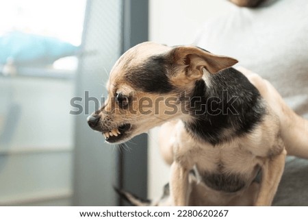 aggression of small dogs, the owner got into the personal space of the dog, angry pet Royalty-Free Stock Photo #2280620267
