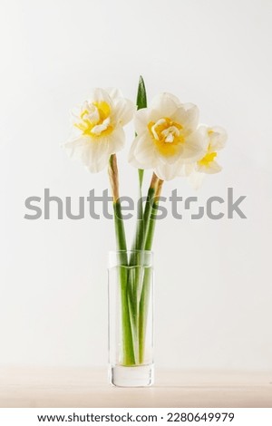 Daffodil flowers on the white background. Concept of St. David's Day. World Daffodil Day. Royalty-Free Stock Photo #2280649979