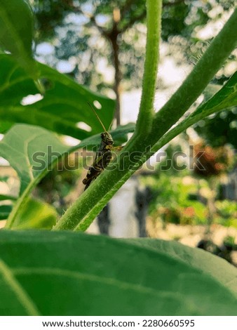 The grasshopper perched on the leaf