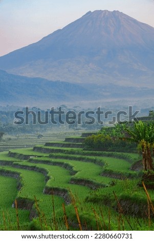 Terraced rice field with a huge mountain in the background. Beautiful rural landscape of tropical agricultural field with mountain