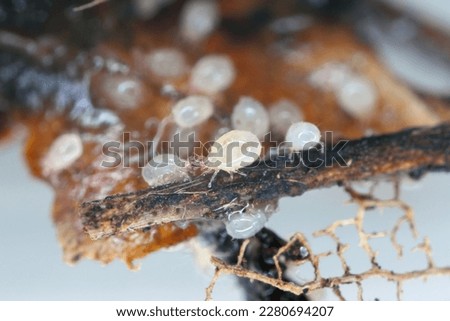 Mites, numerous species of tiny arthropods, members of the mite and tick subclass Acari. Royalty-Free Stock Photo #2280694207