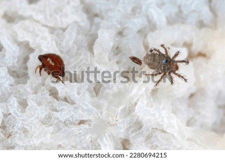 Oribatid moss mite (Oribatida). Small arachnids living in the soil or mulch. Royalty-Free Stock Photo #2280694215