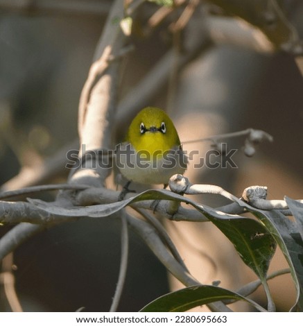Picture of a bird named indian white-eye 
