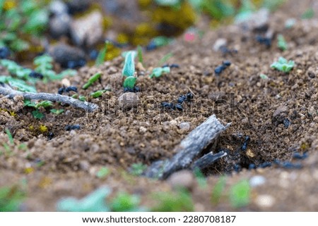 Ants walking on the ground next to their nest looking for food in macro close by
