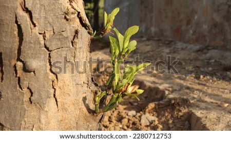 this picture is a artocarpus heterophyllus plant trunk 