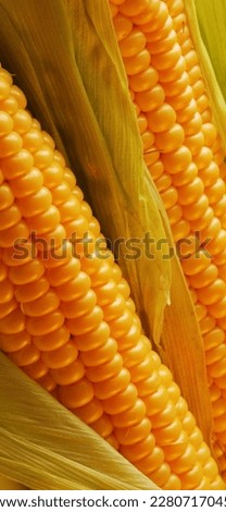 Raw corn awesome picture, it's gound in pakistan in huge amount.