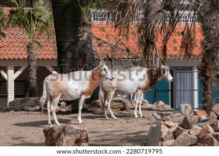 Two Scimitar-Horned Oryx Standing Still Royalty-Free Stock Photo #2280719795