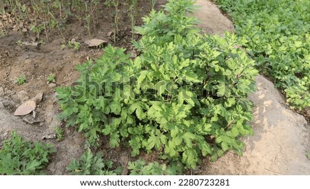 this picture is a chrysanthemum indicum plant 