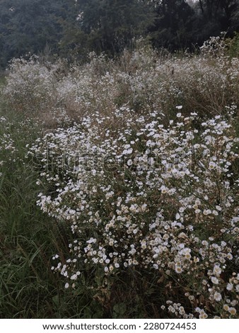 many small white flowers in a clearing in evening tones with trees in the background