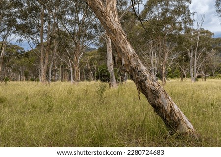 Australian landscape of field of dry grass dotted with eucalyptus trees with peeling bark, falling gum tree Royalty-Free Stock Photo #2280724683
