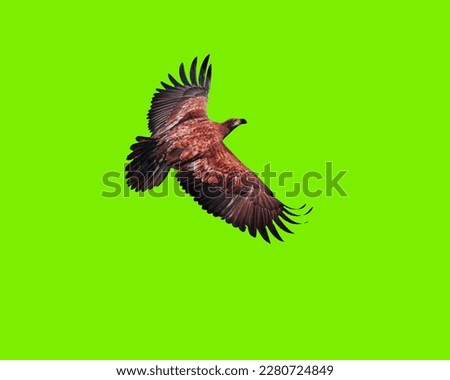 This green screen eagle picture features a majestic bald eagle, captured in stunning detail and clarity against a green background. 
