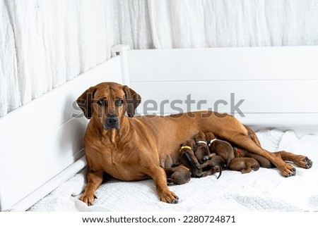 Rhodesian Ridgeback mother with newborn Rhodesian Ridgeback puppies, breastfeeding, newborn puppies Royalty-Free Stock Photo #2280724871