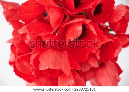bouquet of red poppies in a vase on a white background