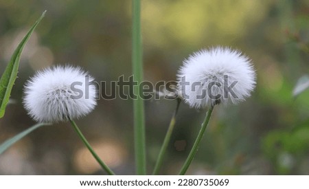 this picture is a taraxacum furry in the field 