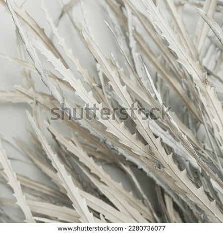 Dried white leaves bouquet on white background. Minimal floral holiday composition