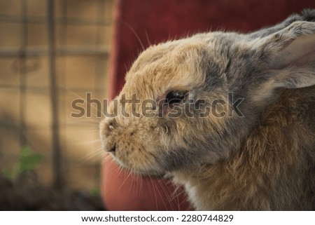 adorable rabbit face in its enclosure