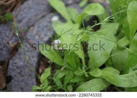A snail crawls along the stem of Gypsophila paniculata against the background of the leaves of Calendula officinalis. A snail is a shelled gastropod. Berlin, Germany 