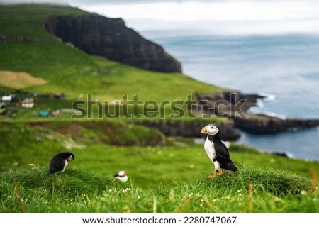 puffins ouside there nest in mykines in faroe islands