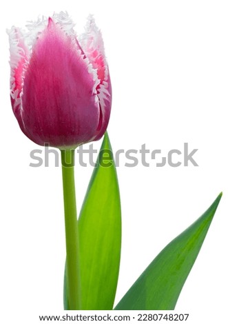 A pink tulip blooming in the garden. Buds and green leaves. Beautiful flower bloom is isolated.