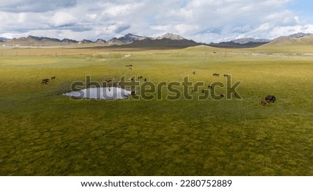 A herd of horses walks in a mountainous area. Horses at the watering hole. Landscape aerial photography. Drone photography. Photos of the Republic of Mountain Altai in summer,aerial photography,Russia