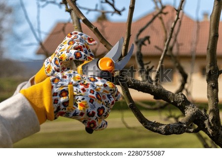 Unrecognizable woman pruning fruit trees. Hand with pruning shears detail. Springtime gardening jobs.  Royalty-Free Stock Photo #2280755087