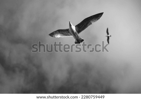 Seagulls flying over the sea on a spring day 