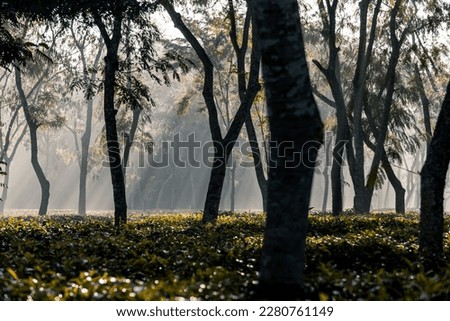 Foggy winter morning at tea garden, selective focus