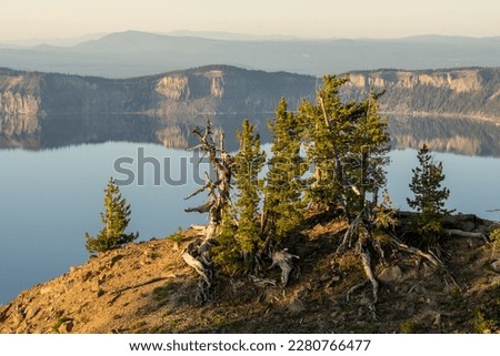 Gnarly Trees Perched On The Cliffs High Over Crater Lake in summer