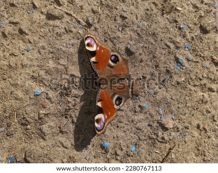 A butterfly on a beautiful spring day