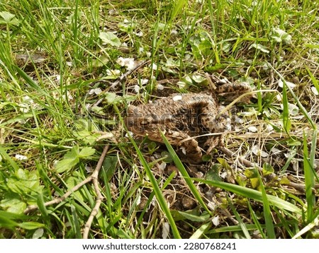 Bufo is a genus of true toads in the amphibian family Bufonidae.