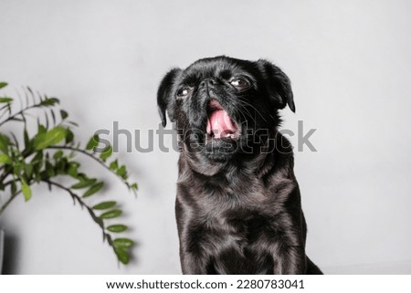 Portrait of pretty brabancon or griffon dog looking at the camera with open mouth and tongue, sitting over white wall, closeup shot.