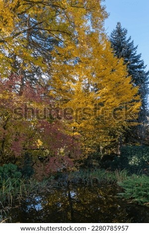 Landscape garden. Magic garden pond. Hornbeam with golden leaves and viburnum with red leaves are reflected in water surface . Atmosphere of relaxation, tranquility and happiness in autumn garden.