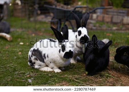 Three black and white hares are sitting on the grass. Selective focus
