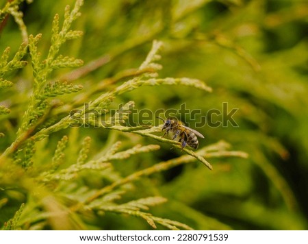 spring in nature, green thuja branches, evergreen trees, green background, bee on thuja branch, close-up of green leaves of thuja tree on dark background