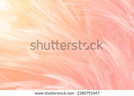 Beautiful soft pink color trends feather pattern texture background with orange light flare
