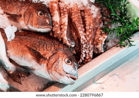 Pagrus Major (also Red Seabream, Madai snapper) fish species laying near other seafood at a food market top view Royalty-Free Stock Photo #2280796867
