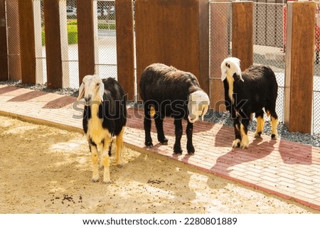 photo picture small black young long-haired lambs with a white head in a paddock