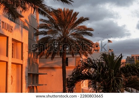Palm trees at sunset in the city of Miami Florida