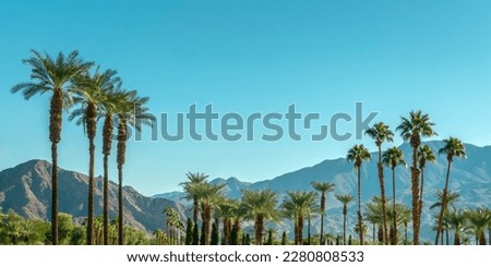 Palm trees and desert mountain panorama in Palm Springs, California