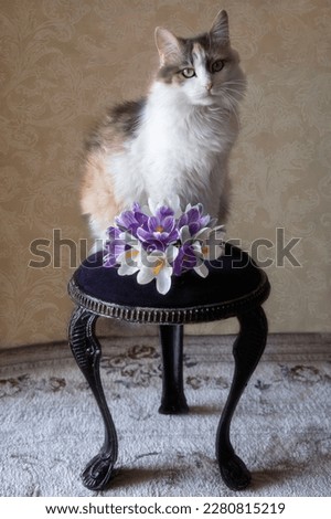 Pretty kitty on a chair with bouquet of crocuses