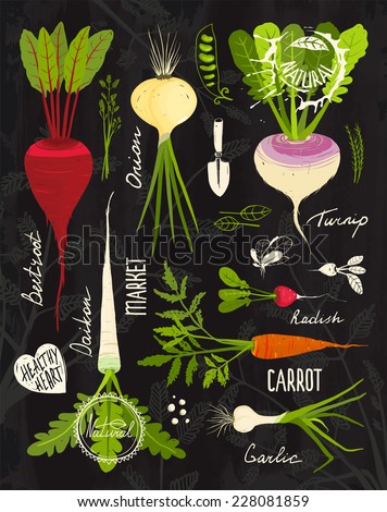 Root Vegetables with Leafy Tops Set for Design on Blackboard. Colorful vegetable collection on textured blackboard illustration. Layered vector EPS8 Royalty-Free Stock Photo #228081859