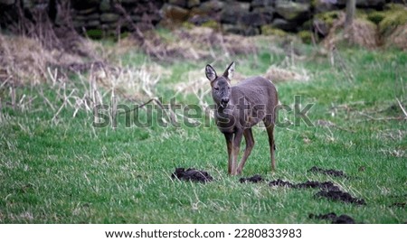 Roe deer grazing in a field