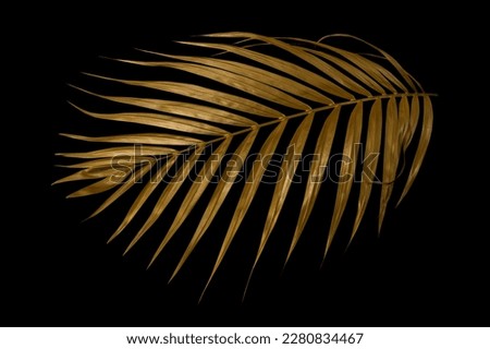 golden coconut leaves isolated on black background, clipping path