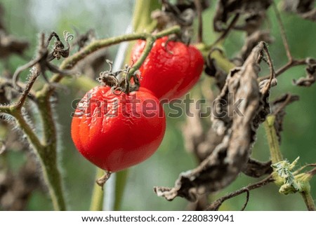 Tomatoes wither due to hot weather. Tomato fruits are affected by a bacterial disease. Tomatoes withered from pests. Autumn harvest. Royalty-Free Stock Photo #2280839041