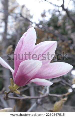 Spring Flowers in a Garden, Magnolia