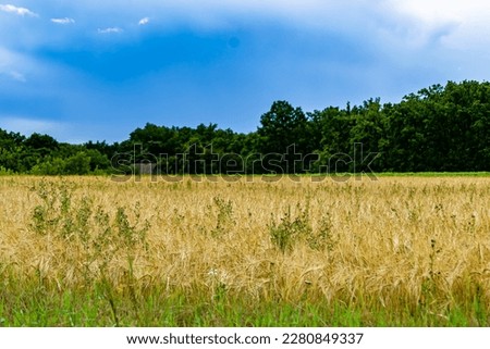 Photography on theme big wheat farm field for organic harvest, photo consisting of large wheat farm field for harvest on sky background, wheat farm field for harvest this natural nature autumn season