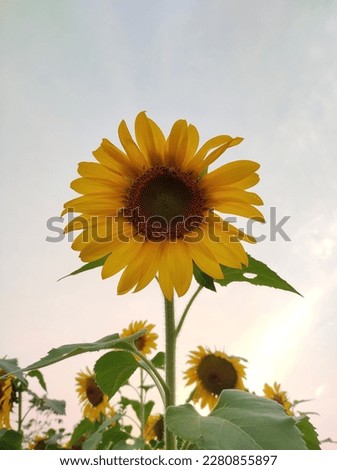 This sunflower picture captures the essence of summer with its warm colors and bright yellow petals